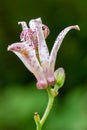 Toad lily Tricyrtis formosana flower in portrait